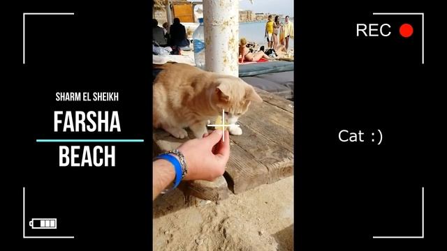 Пляж Фарша (Farsha beach) в Шарм-эль-Шейхе смотреть онлайн