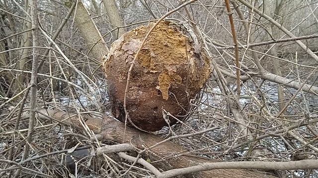ГОЛОВАЧ