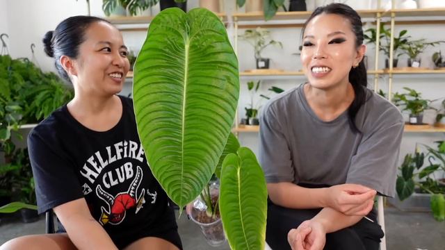 showing a few cuties from @northshoretropicals recent import from ecuador 😋 смотреть онлайн