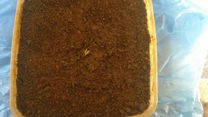 How to Grow Rambutan Tree from Seed / Rambutan Tree growing / Beautiful Rambutan fruit grow in home