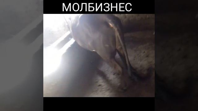 МОЛБОЗОР:НАРХИ БУКАХО ДАР ХОНАХО , БУКАИ ФУРУШИ