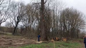 Заготовка дров - валка деревьев - удаление деревьев - валежник