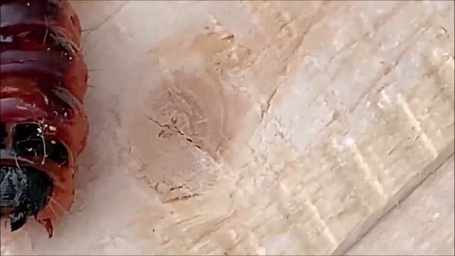 Ивовый древоточец и его гусеница. Большая и черно-красная.