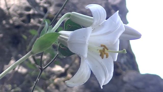 Madonna Lily | Lilium Candidum Shoshan Tzagor | Flower Grows on Slopes of Gorges in Israel смотреть онлайн