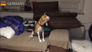 200 BEAGLE HOWLS AND BARKS COMPILATION FROM ALL OVER THE WORLD!