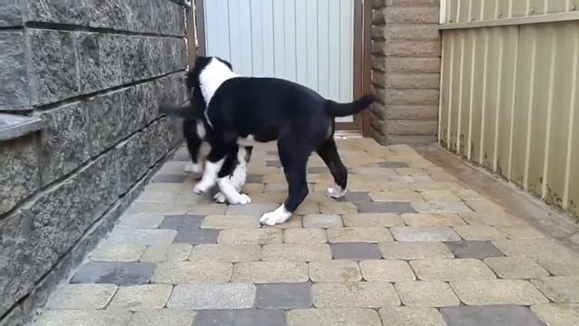 щенки сао продажа смотреть онлайн