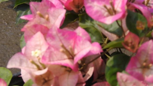 CHITRA CREAM BOUGAINVILLEA IN FULL BLOOMING#bougainvilleaflower #care #TIPS смотреть онлайн