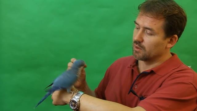 Приручение попугая, несколько лайфхаков для обучения и содержания попугая.