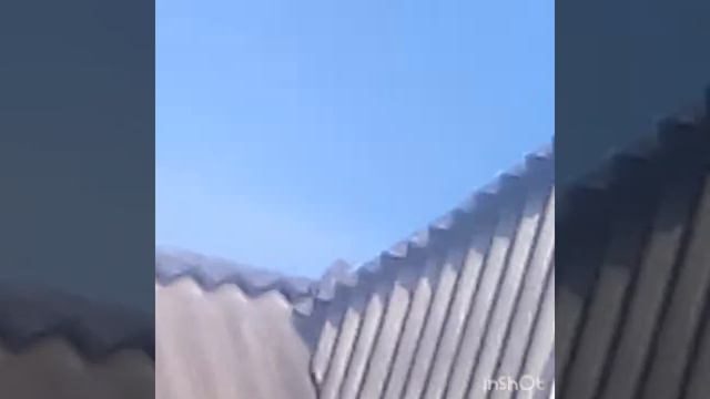 Сова на крыше 😨 смотреть онлайн