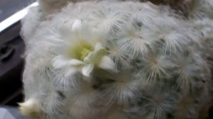 My Mammillaria Plumosa 'Feather Cactus' in tiny snow white flower Dec 2014