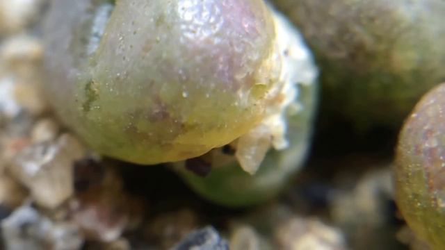 Lithops dorotheae cv. "Zorro" 5 Months Old смотреть онлайн