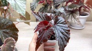 Кейн бегонии. Просили- показываю?☺️