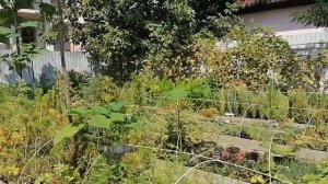 Продажа бизнеса. Питомник декоративных растений