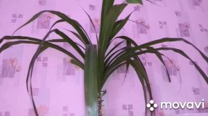 Обзор комнатных цветов.Посадка черенков фуксии и клеродендрума.