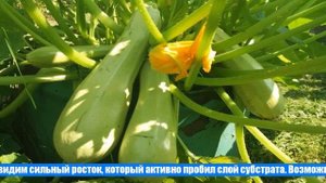 Выращивание кабачков и цукини в модульном огороде