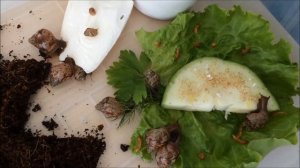 Новый дом для улиток Ахатин