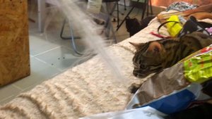 Бенгальский кот Гуся оказывается ласковый!