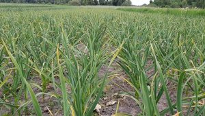 Подкормка чеснока перед созреванием. Выломка стрелки. Рынок молодого чеснока. Цена.