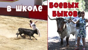 Боевые быки. Какие они на самом деле.  Испания. Валенсия.