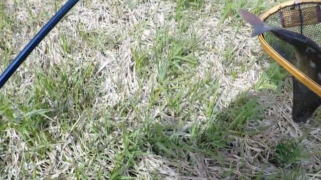Ловля нахлыстом весной. Первые рыбалки. Начало сезона.