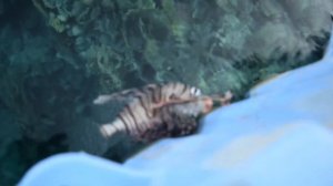 Отзыв об отеле Sultan Gardens Resort Шарм эль Шейх Египет