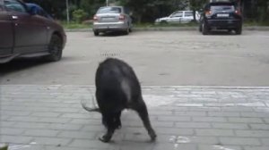 дрессированный минипиг