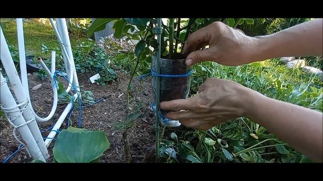 ВОЗДУШНЫЕ ОТВОДКИ-ШИКАРНЫЙ СПОСОБ УКОРЕНЕНИЯ И РАЗМНОЖЕНИЯ РОЗ! 1 ЧАСТЬ. смотреть онлайн