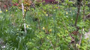 Front Garden up-date | Cherry Blossom | Bluebells | Japanese Maples | Daffodils | Fritillaria & mor