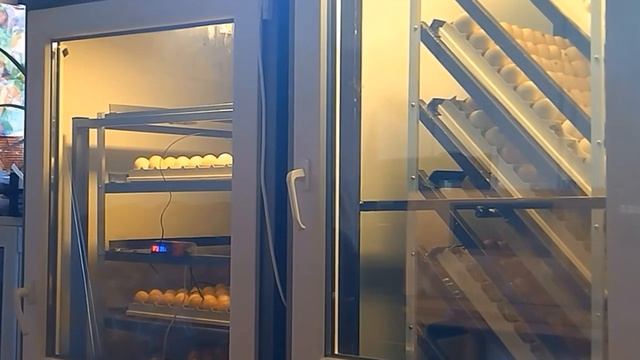 КАК ОПРЕДЕЛИТЬ ЖИВ ЛИ ЗАРОДЫШ В ЯЙЦЕ. ПОЧЕМУ В ИНКУБАТОРЕ ИСПОРТИЛОСЬ ЯЙЦО И ЗАВОНЯЛО