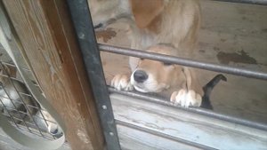 Щенкам русской гончей 2 месяца!