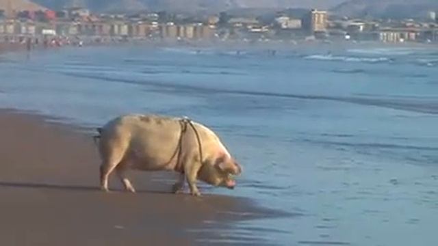 La cerdita Petunia disfruta bañarse en el mar смотреть онлайн
