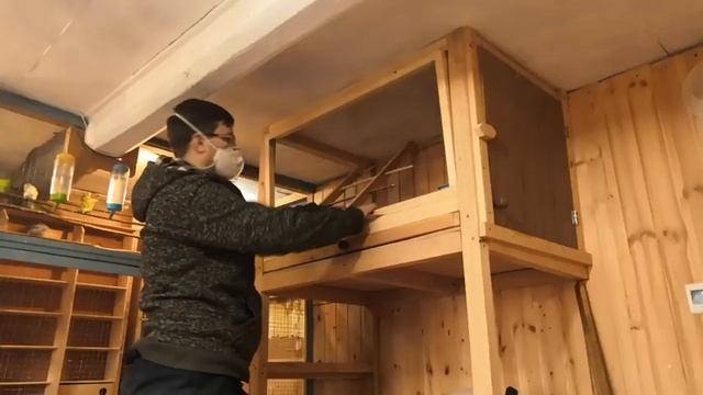 Клетка для разведения волнистых попугаев.