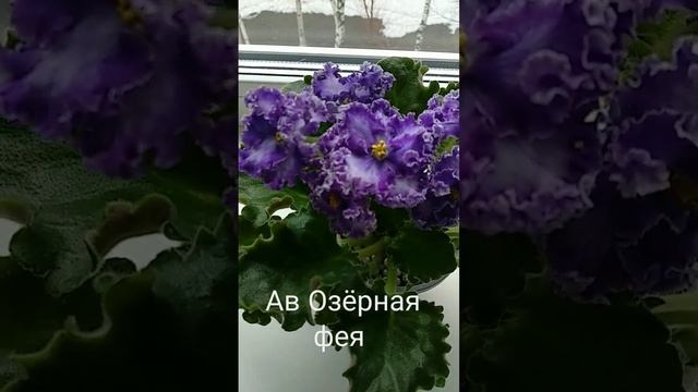 Ав Озёрная фея