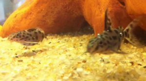 Синодонтис Synodontis multipunctatus (сомики далматинцы)