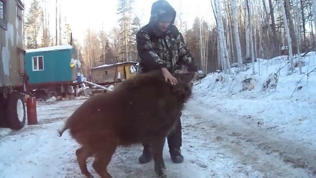 Дикий кабан Васёк смотреть онлайн