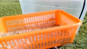 ИНКУБАТОР ДЛЯ БОРОДАТОЙ АГАМЫ - Своими руками