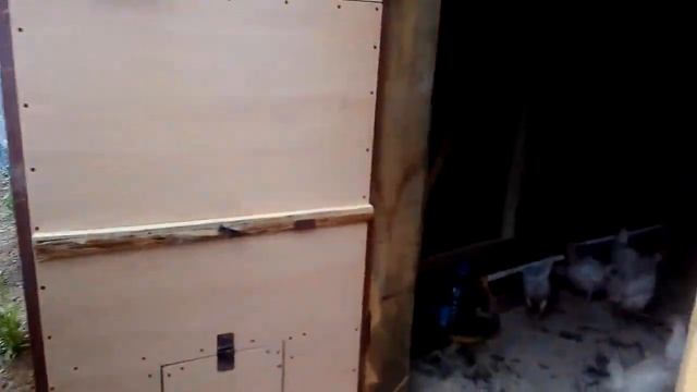 Закупка кур несушек Ломан Браун с петухом!!!выпуск в загон!!! смотреть онлайн