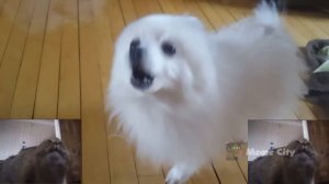 Undertale - Megalovania Meme Cover (Sans)