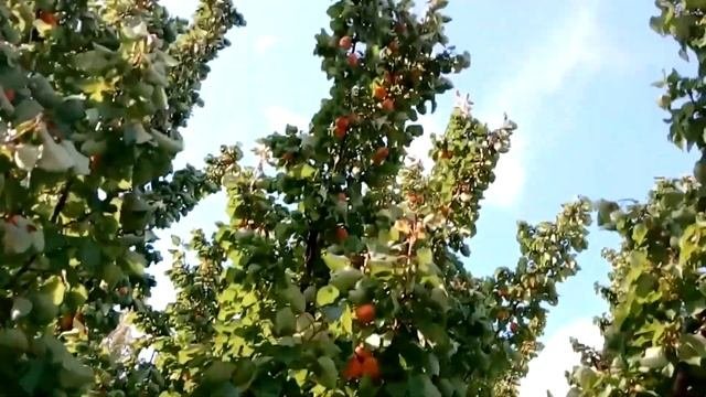 Абрикос ананасный ( Урожай 2018)