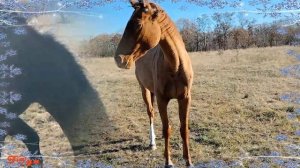 Очень душевная и грустная песня, послушайте! "Судьба" автор Хуснутдинов Эдуард. Записано в #smule