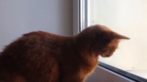 Сомалийская кошка и букашка