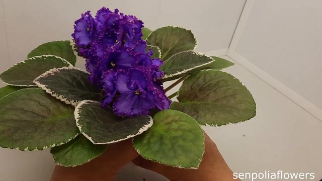 Цветущие фиалки из коллекции Голубевой Татьяны на 19.09.2022 смотреть онлайн