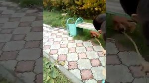 Моя 🐕 собака Билья били бой