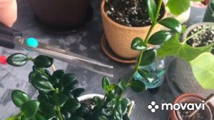 Будни цветовода/Черенкование Гипоцирты - поцелуй лета?