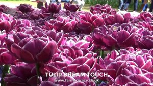Tulip 'Dream Touch' - FarmerGracy.co.uk