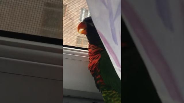 Лорикет Чарли говорит по-армянски смотреть онлайн