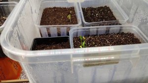 Горячий коврик для рассады.