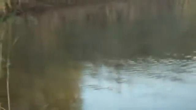 Рыбалка Щука на поппер смотреть онлайн