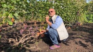 Подмосковные виноградники или В гостях у Виктора Дерюгина 2021