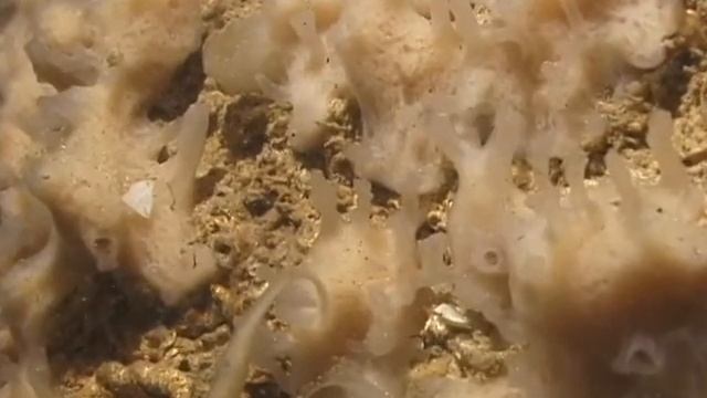© Фауна Черного моря. Морские губки в пещере // Fauna of the Black Sea
